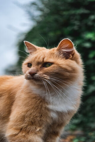 Fierce Feline: The Brutal Cat 🐾