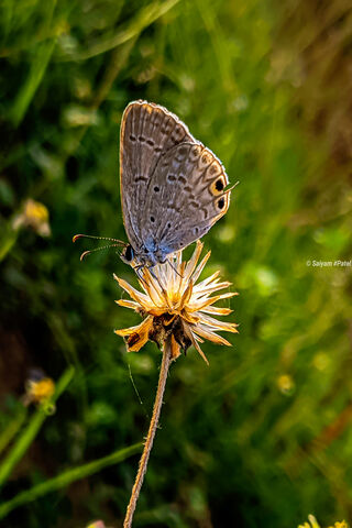 Nature's Delicate Dancer: A Butterfly's Embrace