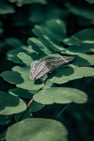 Whispers of Nature: The Enigmatic Butterfly 🦋🌿