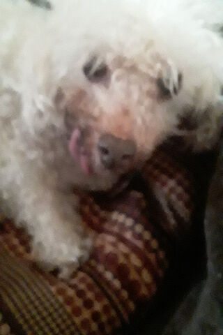 Adorably Quirky Canine 🐶✨