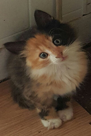 Whiskers of Wonder: The Adorable Calico Kitten