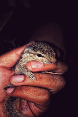 Adorable Chipmunk Cuddles 🐿️❤️