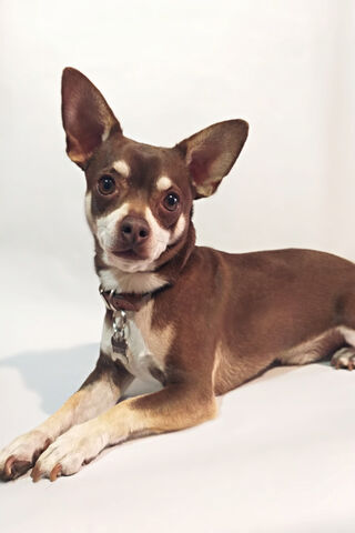 Charming Chihuahua: The Little Companion