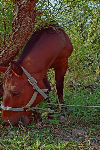 Caballo in Nature's Embrace 🌿🐴