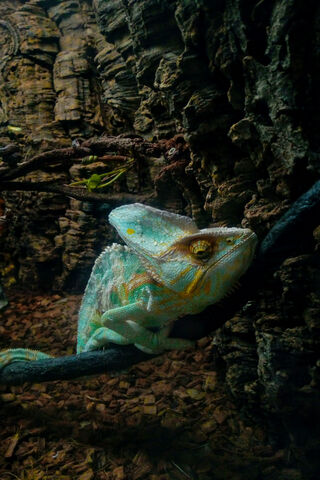 Chameleon Charm: Nature's Colorful Master of Disguise 🌈🦎