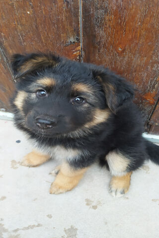 Cachorro's Cuddly Charm 🐾❤️