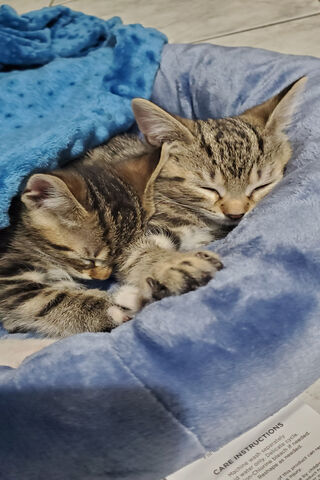 Snuggly Dreams of Adorable Kittens 🐾💤