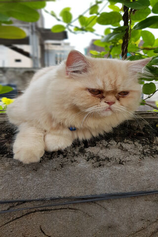 Adorable Persian Paws 🐾