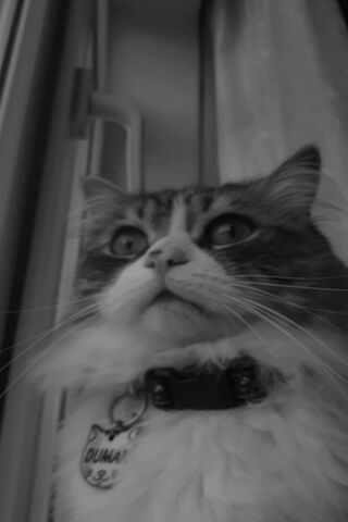 Duma the Curious Cat 🐾