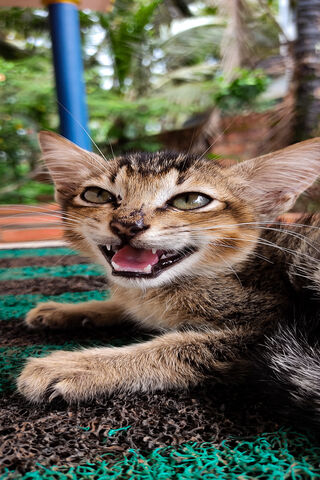 Fierce Feline: The Mischievous Meow