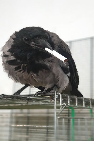 Cigarette Break: The Cool Crow 🦅🚬