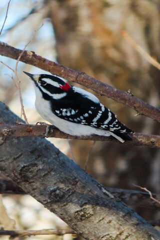 The Charming Downy Woodpecker: Nature's Little Drummer 🎶🐦