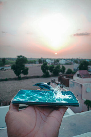Dolphin