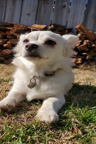 Sunny Days with a Furry Friend ☀️🐾