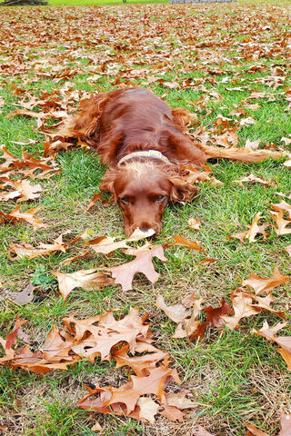 Autumn Chill with a Playful Pup 🍂🐶