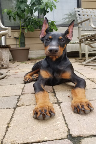 Adorable Doberman Delight 🐾