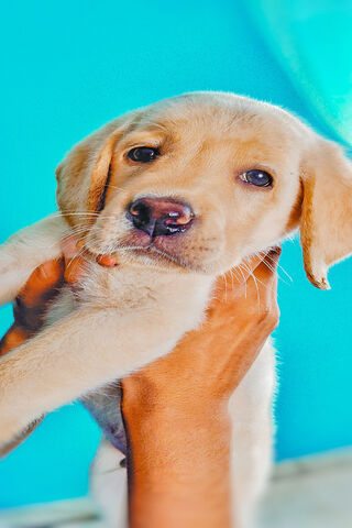 Puppy Love: The Joy of a Labrador