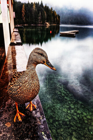 Daring Duck by the Lake 🦆🌊