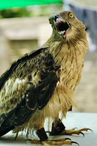 Majestic Eagle: The King of the Skies 🦅