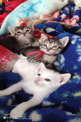 Adorable Kittens Cuddling Together 🐾❤️