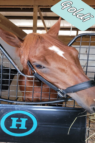 Golden Moments with Goldi 🐴✨