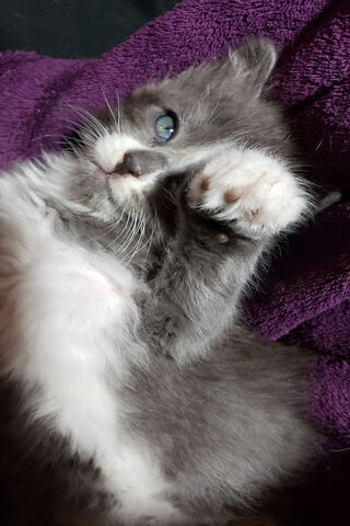 Grey Kitten