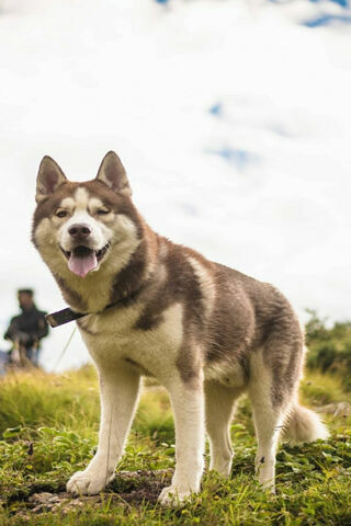 Majestic Himalayan Husky: Nature's Best Companion 🐾🏔️