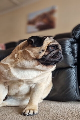 Charming Pug: The Couch Companion 🐾❤️