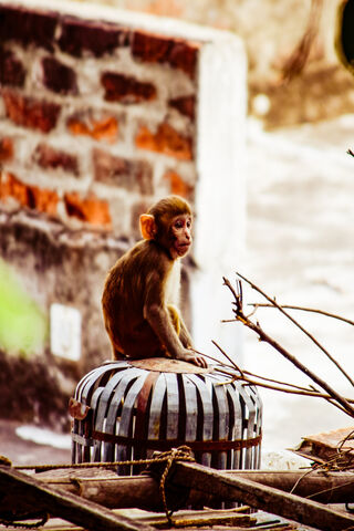 Curious Innocence: The Playful Monkey