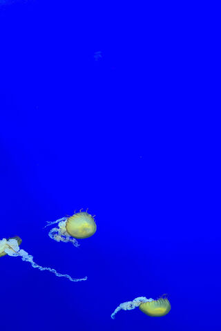 Dancing in the Deep Blue: The Grace of Jellies 🌊✨