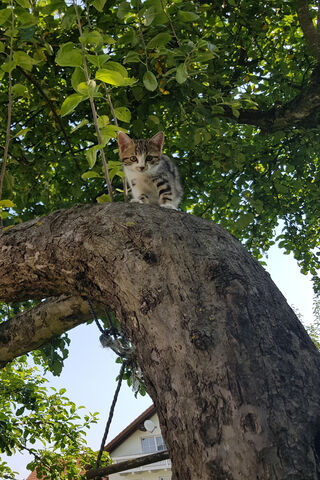 Curious Kitty in the Canopy 🌳🐾