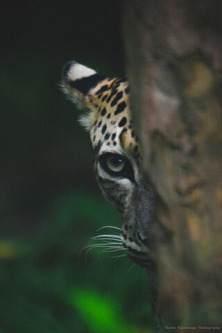 The Stealthy Gaze of the Leopard 🐆👀