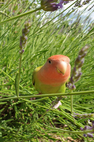 Lovebird in Bloom: A Colorful Encounter 🌸💚
