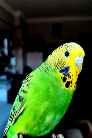 The Charming Muhabbet Kusu: A Feathered Friend 🐦💚