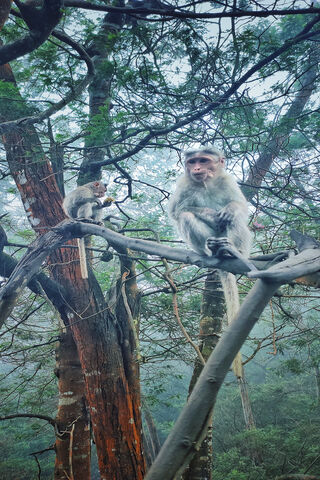 Charming Tree Dwellers: A Day in the Life of Monkeys 🌳🐒