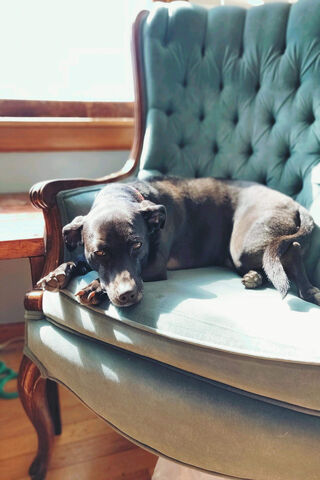 Gibby the Cozy Canine 🐾