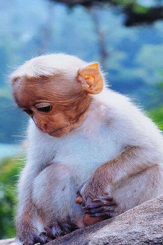 Curious Little Monkey 🐒