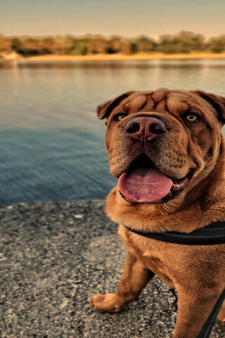 Toyo the Adventurous Pup 🌊🐾
