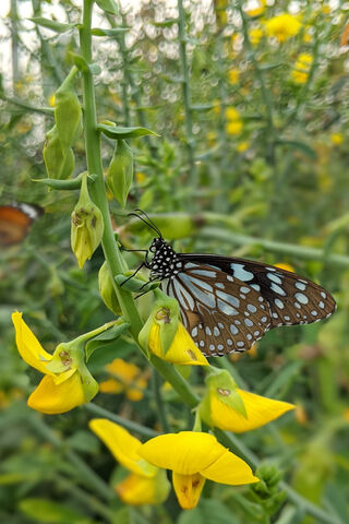Whispers of the Wild: A Butterfly's Embrace