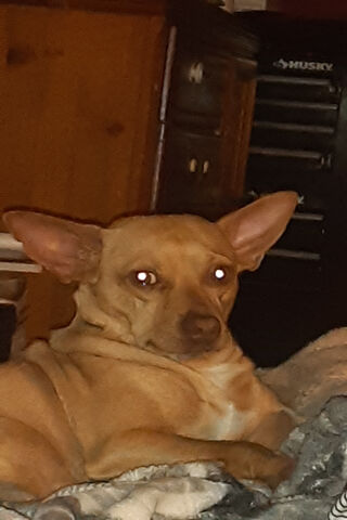 Neck Dog