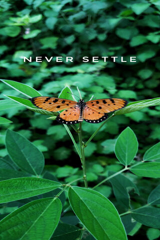 Never Settle