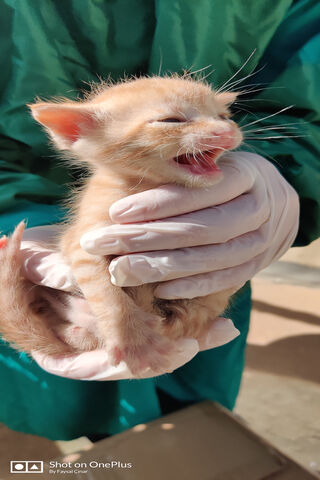 Tiny Whiskers: The Joy of a New Friend 🐾