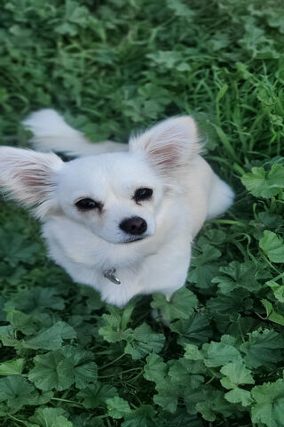 Puppy Paradise: A Fluffy Adventure! 🐾🌿