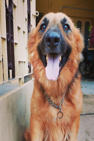 Pluto's Playful Spirit! 🐾