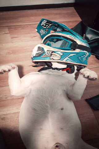 The Ultimate Biker Buddy 🐶🏍️