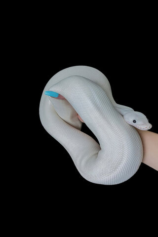 The Enigmatic Python: A Serpent of Elegance 🐍✨