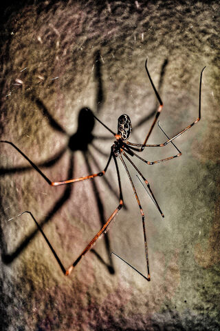 The Silent Stalker: Predator Spider in Action 🕷️🌌