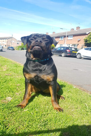 Rottweiler: The Loyal Guardian 🐾