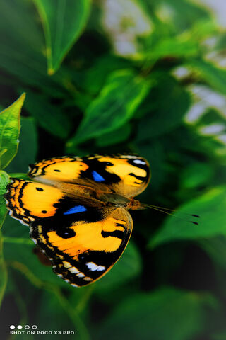 Ravan: The Colorful Monarch of the Garden 🦋🌼