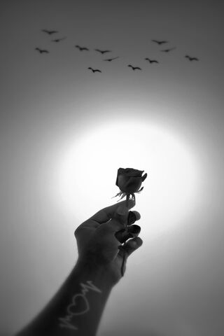 Embrace of Nature: A Rose Beneath the Sky